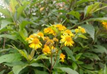 Estudiante UV analiza potencial de Verbesina persicifolia contra diabetes