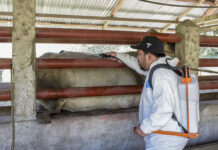 Reporta AGRICULTURA reducción del 57% en casos activos de Gusano Barrenador del Ganado