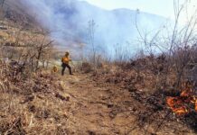 Incendios forestales, el viacrucis de cada año / Yamiri Rodríguez Madrid