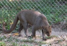 Protege Pemex más de 2 mil hectáreas de biodiversidad en Veracruz