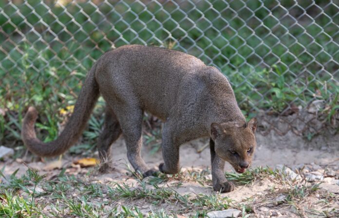 jaguarundi
