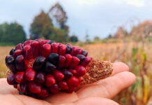 Fundamental, retomar alimentación típica ancestral: UV