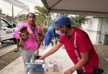 Por el bienestar animal, Ayuntamiento reactiva quirófano móvil para esterilizaciones