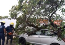 Atiende PC Municipal incidentes por caída de árboles durante la madrugada en la ciudad de Veracruz, con saldo blanco