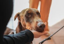 Rescatan a canino víctima de maltrato y reafirman política de cero tolerancia en Coatepec