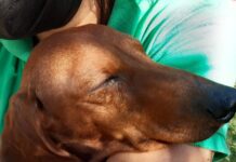 La Fiscalía Especializada para la Atención de Delitos Ambientales y contra los Animales en Coatza / Yamiri Rodríguez Madrid