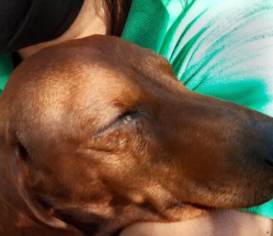 La Fiscalía Especializada para la Atención de Delitos Ambientales y contra los Animales en Coatza / Yamiri Rodríguez Madrid