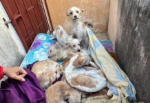 Rescata el H. Ayuntamiento de Veracruz a siete perritos en estado precario en el fraccionamiento Oasis