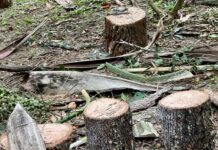 Delitos contra el medio ambiente: más de 50 carpetas de investigación en 2 años