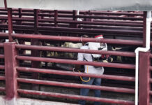 Estrategia sanitaria para contener el gusano barrenador del ganado da resultados positivos en Veracruz: SADER