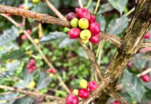 Sigue crisis cafetalera en Veracruz: productores denuncian caída de precios