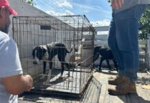 Rescatan dos perros en estado de desnutrición en el Fraccionamiento Oasis, Veracruz