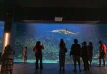 Por Carnaval, tendrá Aquarium horario especial del 14 al 17 de febrero