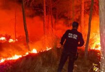 Incendios forestales en Perote; autoridades denuncian actos vandálicos