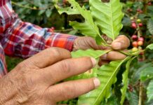 Antracnosis, la otra plaga que devasta cafetales en Veracruz