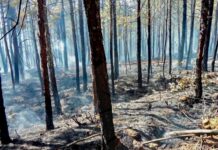 Veracruz registra seis incendios forestales este 2026; suman más de 35 hectáreas dañadas