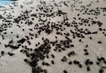 Temen problema sanitario por plaga de mosquitos en Alborada, Emiliano Zapata