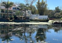 Empeora contaminación en lago de Las Ánimas en Xalapa; hay patos muertos
