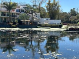 Empeora contaminación en lago de Las Ánimas en Xalapa; hay patos muertos