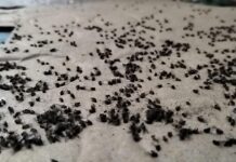 Coatepec inicia fumigación en Bella Esperanza por plaga derivada de desechos de café