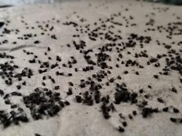 Coatepec inicia fumigación en Bella Esperanza por plaga derivada de desechos de café