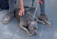 Coatepec suma 50 reportes por maltrato animal; impulsan denuncias ante la Fiscalía