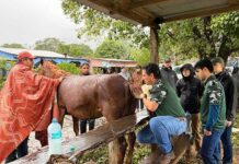 UV brinda atención veterinaria gratuita en comunidades vulnerables