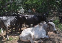 Robo de ganado en Veracruz: 249 denuncias en un año