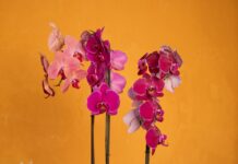 Coatepec presentó en Puebla el Festival Internacional de la Orquídea 2026