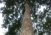 Fragmentación del paisaje afecta al palo volador en el Totonacapan: UV