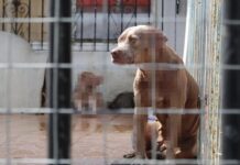 Veracruz y la protección animal / Yamiri Rodríguez Madrid