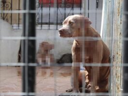 Avanza justicia contra el maltrato animal: 40 investigaciones y acciones judiciales en Veracruz