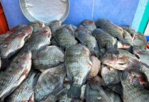 Recomienda IMSS extremar higiene en alimentos durante Semana Santa para evitar infecciones gastrointestinales