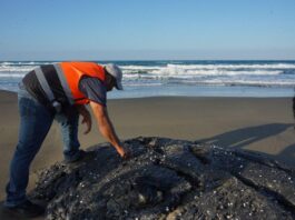 Pajapan y el desastre ambiental / Yamiri Rodríguez Madrid