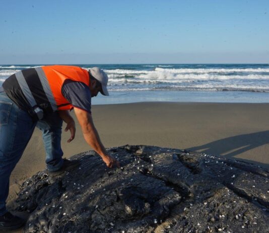 Pajapan y el desastre ambiental / Yamiri Rodríguez Madrid