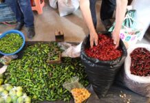 Chile seco representa un sistema biocultural: UV