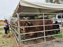 Asisten mil productores a la Primera Feria Agronómica del Pueblo 2026 en Delfino Victoria