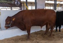 Arranca la Gran Expo Ganadera a la Expo Feria Coatza 2026