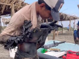 Alerta ambiental en Pajapan: derrame de hidrocarburo afecta playas y paraliza la economía local