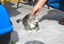 Inicia Campaña de Esterilización Gratuita de Felinos y Caninos en la ciudad de Veracruz