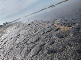 Conagua inicia peritaje ambiental en playas del sur tras derrame