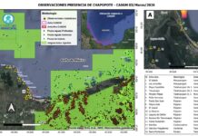 Derrame de crudo recorre 170 km de costa; reportan muerte de especies