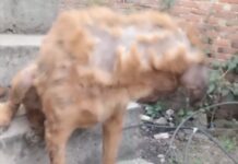 Rescatan a un perro con gusano barrenador en Coatepec