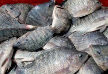 60% de tilapia consumida en México es importada; crisis no pega a productores veracruzanos