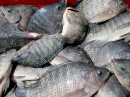 60% de tilapia consumida en México es importada; crisis no pega a productores veracruzanos