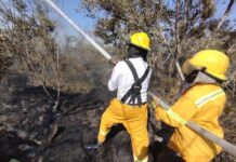 Bomberos atienden hasta 5 incendios de pastizales diarios en Xalapa