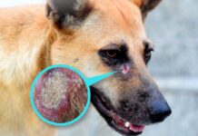 Gusano barrenador, un peligro para mascotas; Senasica llama a tomar precauciones