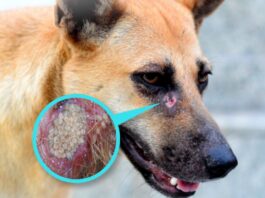 Gusano barrenador, un peligro para mascotas; Senasica llama a tomar precauciones