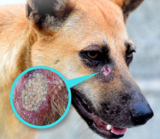 Gusano barrenador, un peligro para mascotas; Senasica llama a tomar precauciones