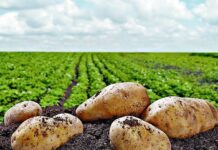 Uso de «agrotóxicos» en cultivos de papa pone en riesgo a siete municipios